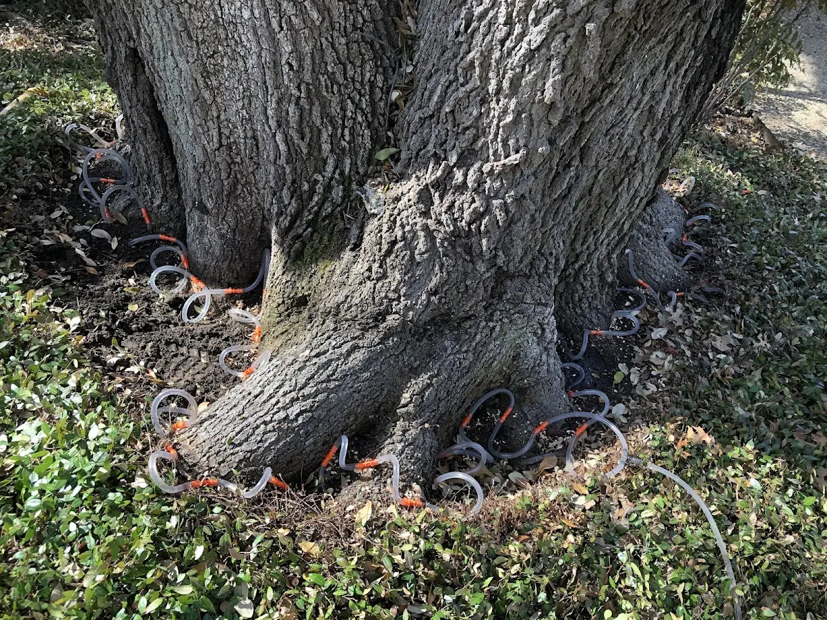 Detailed Tree Cabling and Bracing job site in Crawfordsville