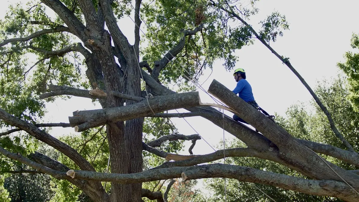 Professional Crown Thinning performed by certified arborists in Crawfordsville