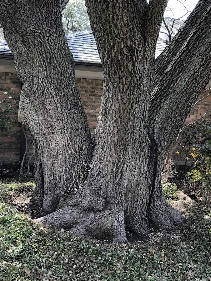 Mature heritage tree close to a Crawfordsville property cared for by certified arborists